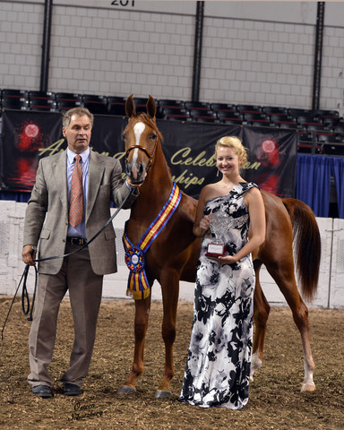 The First Annual Arabian Celebration 