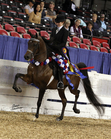 The First Annual Arabian Celebration 