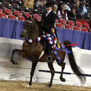 The First Annual Arabian Celebration 