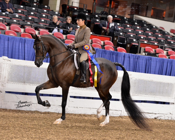 The First Annual Arabian Celebration 