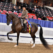 The First Annual Arabian Celebration 