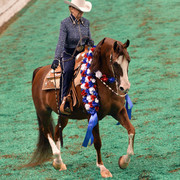 The First Annual Arabian Celebration 