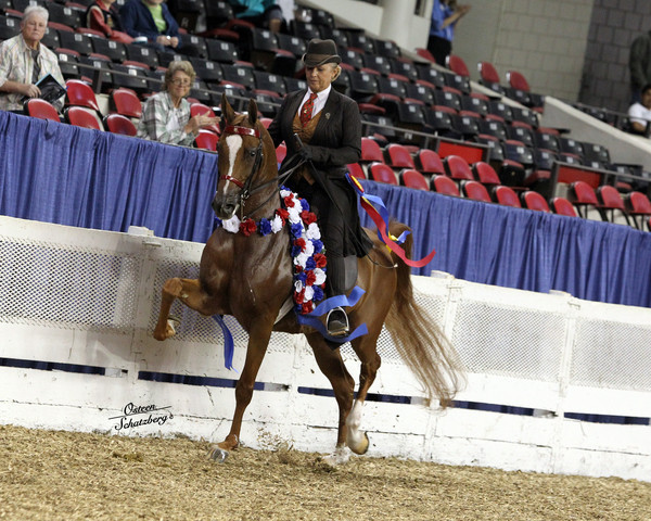 The First Annual Arabian Celebration 