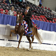 The First Annual Arabian Celebration 