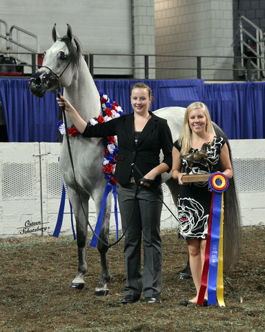 The First Annual Arabian Celebration 