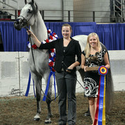 The First Annual Arabian Celebration 