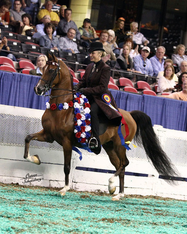The First Annual Arabian Celebration 