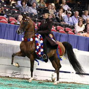 The First Annual Arabian Celebration 