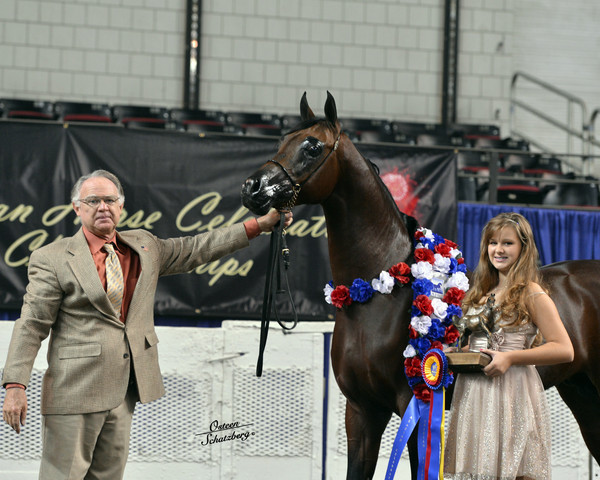 The First Annual Arabian Celebration 