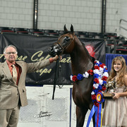 The First Annual Arabian Celebration 