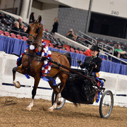 The First Annual Arabian Celebration 