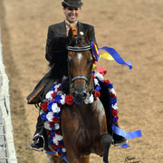 The First Annual Arabian Celebration 