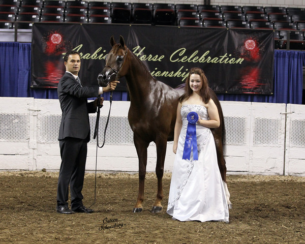 The First Annual Arabian Celebration 