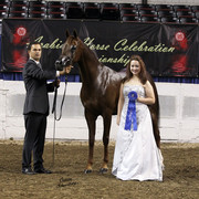 The First Annual Arabian Celebration 