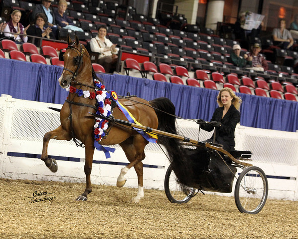 The First Annual Arabian Celebration 