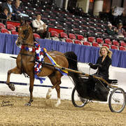 The First Annual Arabian Celebration 