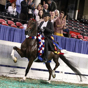 The First Annual Arabian Celebration 