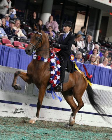 The First Annual Arabian Celebration 