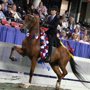 The First Annual Arabian Celebration 