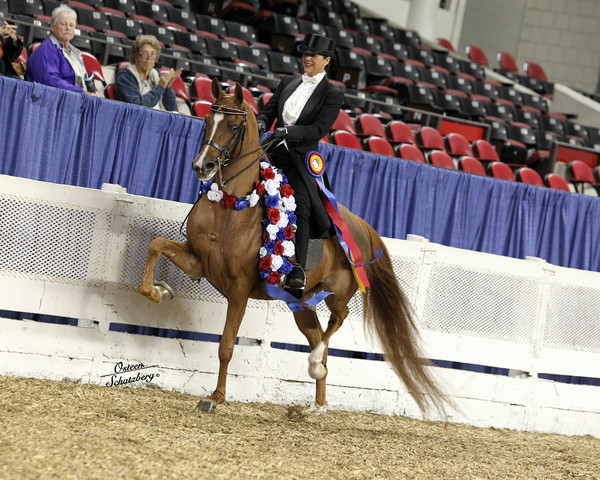 The First Annual Arabian Celebration 