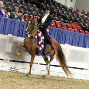 The First Annual Arabian Celebration 