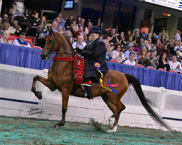 The First Annual Arabian Celebration 