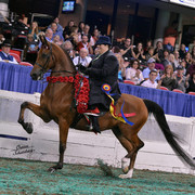 The First Annual Arabian Celebration 