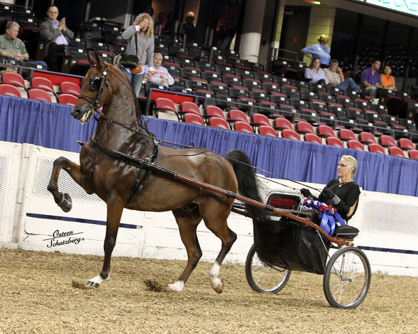 The First Annual Arabian Celebration 