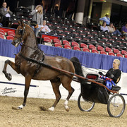 The First Annual Arabian Celebration 