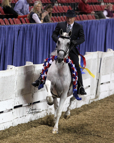 The First Annual Arabian Celebration 