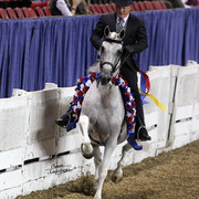 The First Annual Arabian Celebration 