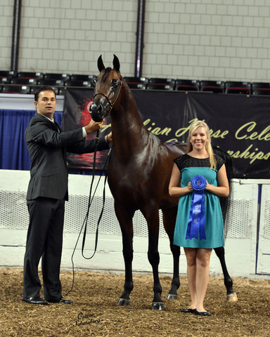 The First Annual Arabian Celebration 