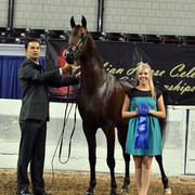 The First Annual Arabian Celebration 