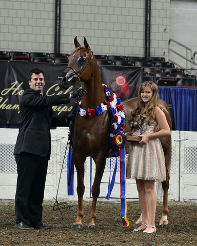 The First Annual Arabian Celebration 