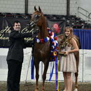 The First Annual Arabian Celebration 