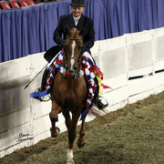 The First Annual Arabian Celebration 