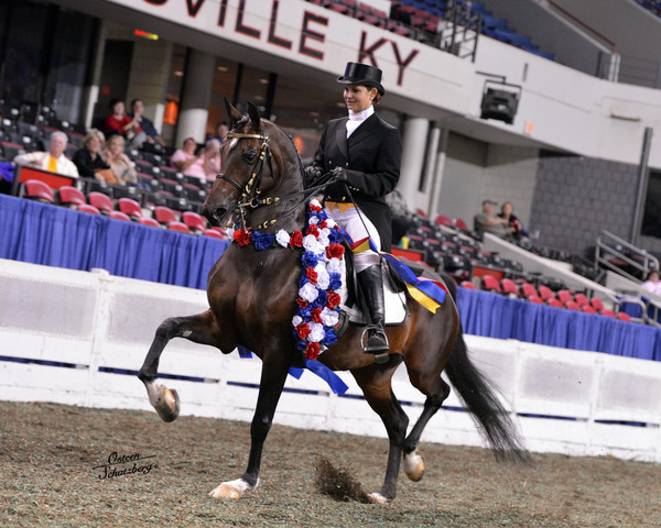 The First Annual Arabian Celebration 