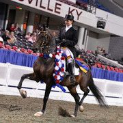 The First Annual Arabian Celebration 