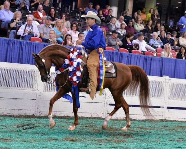 The First Annual Arabian Celebration 