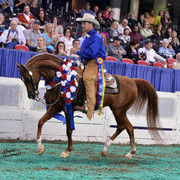 The First Annual Arabian Celebration 