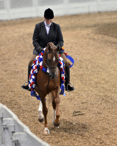 The First Annual Arabian Celebration 