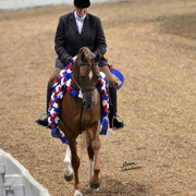 The First Annual Arabian Celebration 