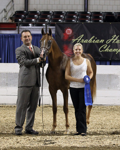 The First Annual Arabian Celebration 