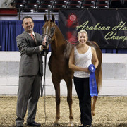 The First Annual Arabian Celebration 