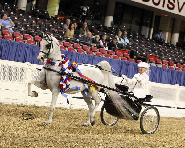 The First Annual Arabian Celebration 