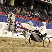 The First Annual Arabian Celebration 