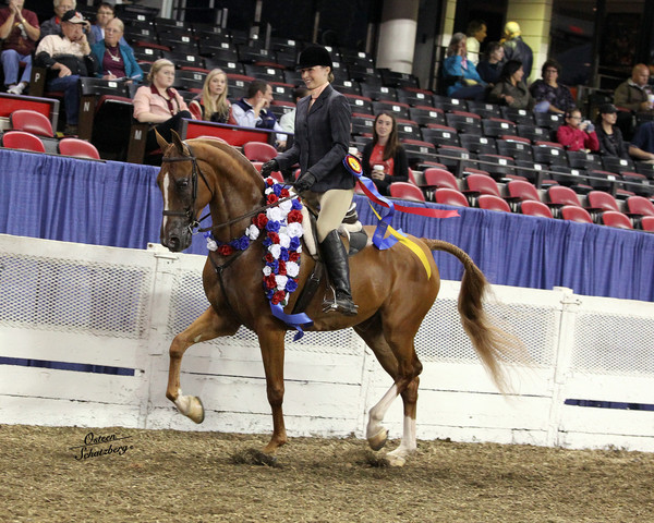 The First Annual Arabian Celebration 
