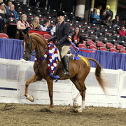 The First Annual Arabian Celebration 