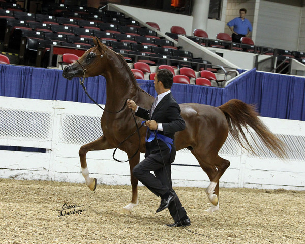 The First Annual Arabian Celebration 
