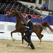 The First Annual Arabian Celebration 